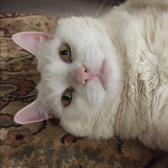 Meet your Posher, Farzad - Picture 1 of 1